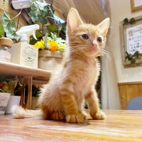 初顔合わせの日、まだ小さかったレオちゃん（画像提供：しげぼんさん）