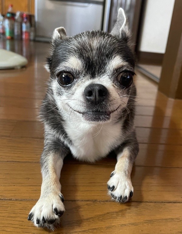 大きな瞳がかわいらしいつぶしゃん（画像提供：ナミスケさん）
