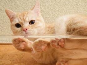 憧れの透明なキャットウォーク　ミヌエット「はまち」のかわいい肉球にニマニマ　