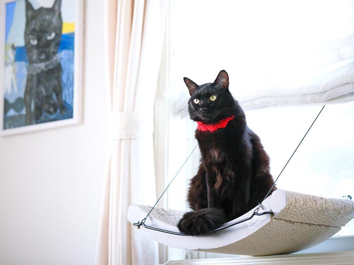 それがころ美という猫なのです。