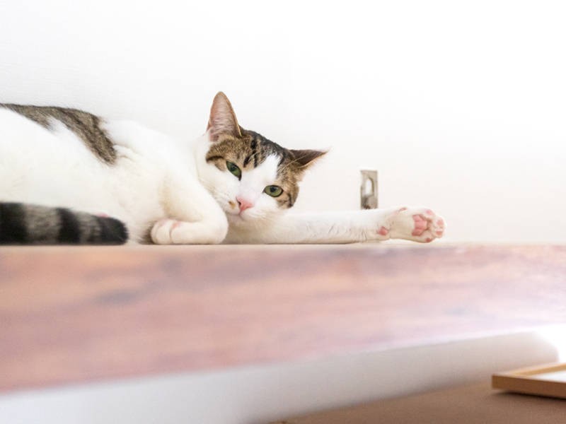 ならば「イカ耳」ギャラリーでお届けしよう（姫）