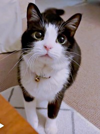 まん丸おめめが愛らしいBiBikoちゃん（画像提供：ウチのBiBikoさん）