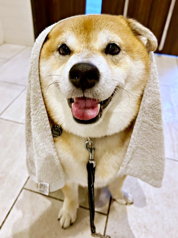 タオルをかぶってにっこり笑顔を見せるハクくん（画像提供：HAKU_shiba2020さん）