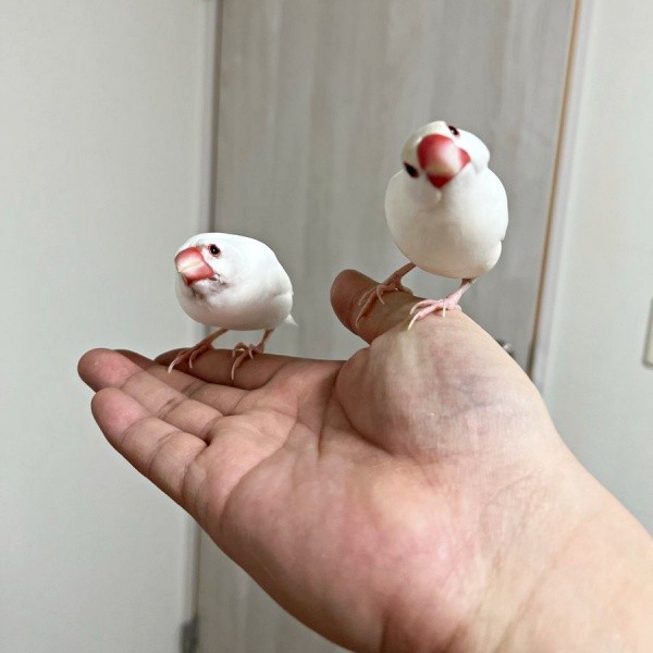 飼い主さんの手にとまるチッチくん（左）、ポッケくん（右）（画像提供：白文鳥のコッコさん）