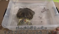 ミドリガメのぐいちゃん／飼い主さん提供