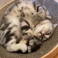 へそ天の1歩手前