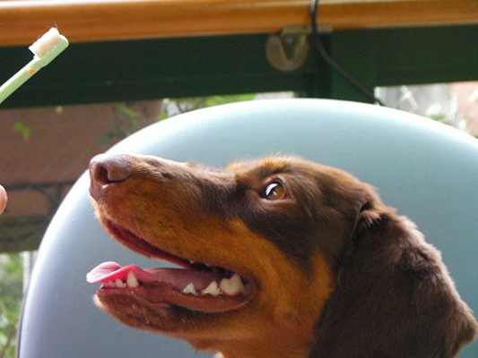 ３歳以上の犬・猫の８割は歯周病？　まずは口を触られる練習を