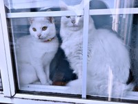 仲良くニャルソック中！（左から）るるさん、先住猫・つくしちゃん（画像提供：あるくきくらげさん）