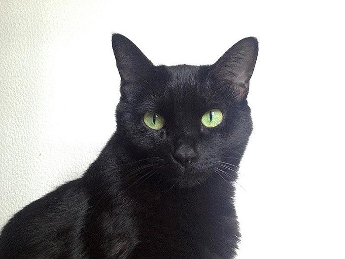 モデル猫の気分で