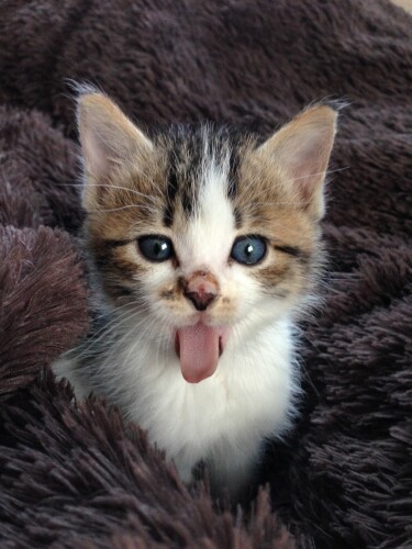 カブの子猫時代。アニメ『魔法使いサリー』の弟「カブ」と、野菜のかぶ、夫の愛車ス―パーカブから「カブ」と名付けた。（真美さん提供）