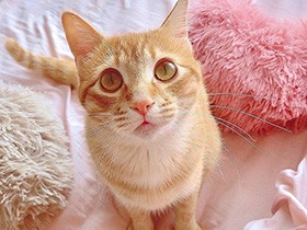 このハートクッションはボクのだからね！　茶トラMIX「鷹虎」