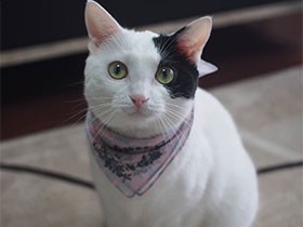 ２０１９オシャレで賞　ミックス猫「じよん」