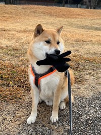 飼い主さんの「手袋」をゲット！「お散歩中の追いかけっこは楽しいですよ？」（画像提供：柴犬ふう太さん @fufufufufu_ta）