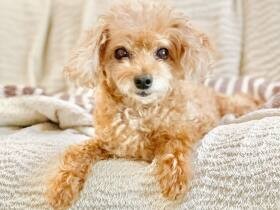 ママ～ほかのわんちゃんに見とれてるの？　熱視線を送るトイプードル「レオ」