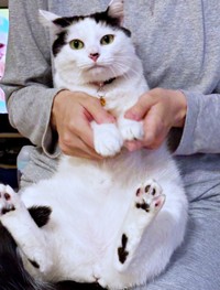 膝上でまったりくつろぐめかぶちゃん（画像提供：硝子さん）