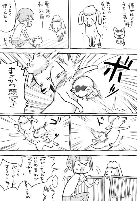 【漫画】「犬と猫どっちも飼ってると、あとからしみじみわかってくることがあったりして毎日たのしい（提供：松本ひで吉さん）