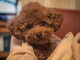 次から次へと若いおねえさんの後をついていく、ナンパな男子　トイプー「ブラン」