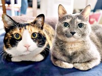 ホットカーペットの上で仲良くくつろぐ（左から）たびちゃん、にびちゃん（画像提供：にびたびさん）