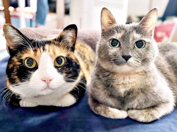 ホットカーペットの上で仲良くくつろぐ（左から）たびちゃん、にびちゃん（画像提供：にびたびさん）