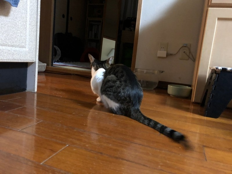 器に背を向けてごはんを待っているニカ。耳だけはごはんの音を確認している（京子さん提供）