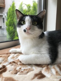 唯一の雑種で元野良猫の吉祥天