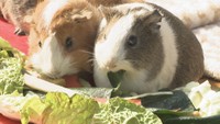 動物たちに特別な「恵方巻き」をプレゼント　池田動物園　岡山市