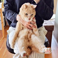 飼い主さんの膝上にちょこんと座るボアくん（画像提供：sachiさん）