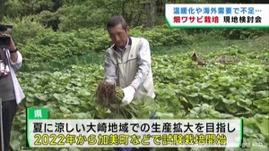 ワサビの生産拡大を目指し畑ワサビの栽培が進む　宮城・加美町