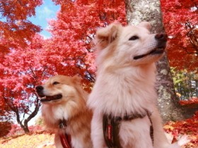 犬と暮らすことに憧れている人へ　彼らは癒やしてくれるのか