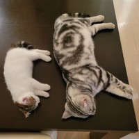テーブルの上で「親子でシンクロ寝」（提供：わらよも！アメショわらび&スコよもぎ さん）