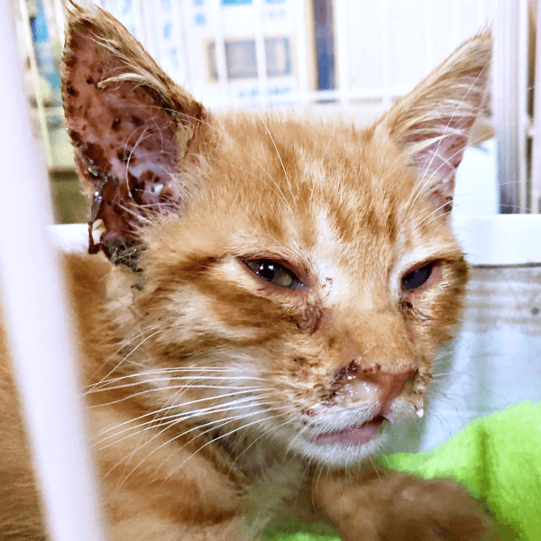 保護時、猫風邪で弱っていたツナくん（画像提供：mmmさん）