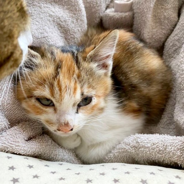 保護当時、毛布にくるまってじっとするハナちゃん（画像提供：４匹の猫のママさん）