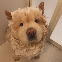 濡れるとテリアっぽくなります