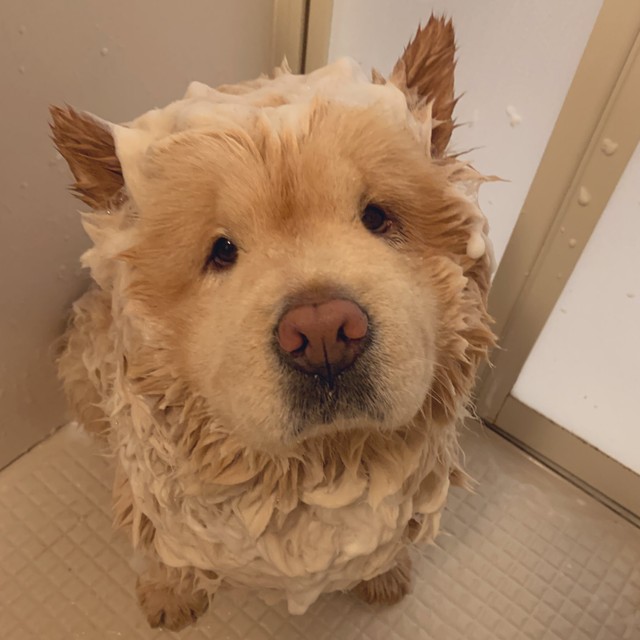 濡れるとテリアっぽくなります