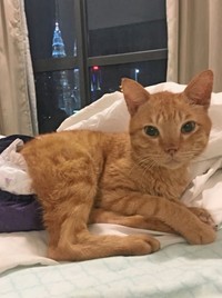 路上からマンション31階での生活に