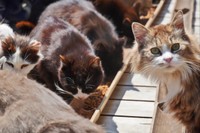 なるべくペットと一緒に避難したいのが飼い主の心情