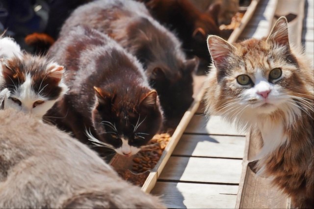 なるべくペットと一緒に避難したいのが飼い主の心情