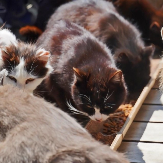 なるべくペットと一緒に避難したいのが飼い主の心情