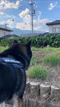 「猫ちゃん、こんにちは」（提供：ぽんぽんポン助さん）