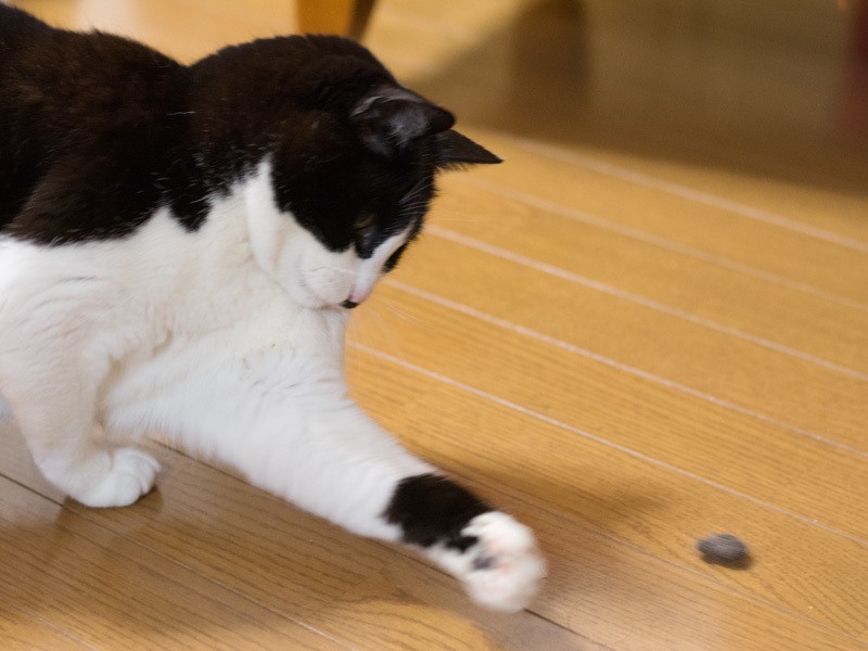 「毛玉サッカーをしてひとりでよく遊んだな」（小林写函撮影）