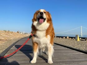 不登校中だった息子の力になり、私たち家族をつないでくれた　ミックス犬「八七」