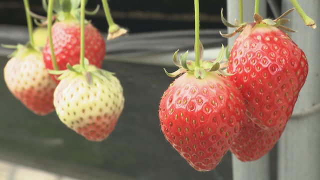 野菜や果物価格高騰の中…なぜイチゴの価格下がった？