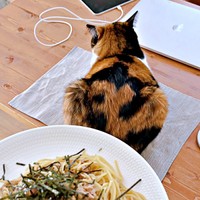 ランチョンマットを占拠したてぃらのちゃん（画像提供：てぃらのさん）