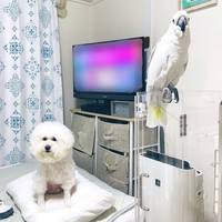 クッションの上でくつろぐミルクちゃん（左）と、カメラを見つめるあめちゃん（右）（画像提供：ダンシングオウムと監視犬さん）