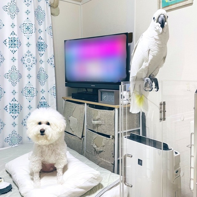 クッションの上でくつろぐミルクちゃん（左）と、カメラを見つめるあめちゃん（右）（画像提供：ダンシングオウムと監視犬さん）