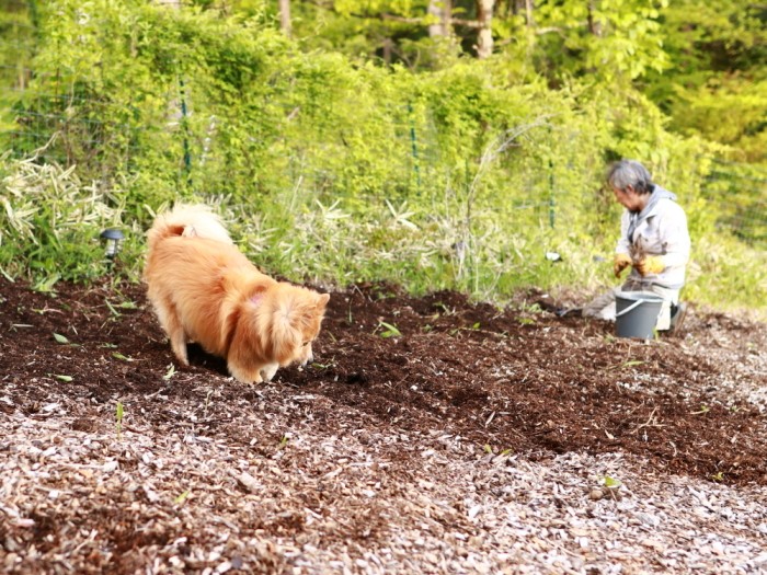 雑草をむしる私の隣で穴を掘る福ちゃん