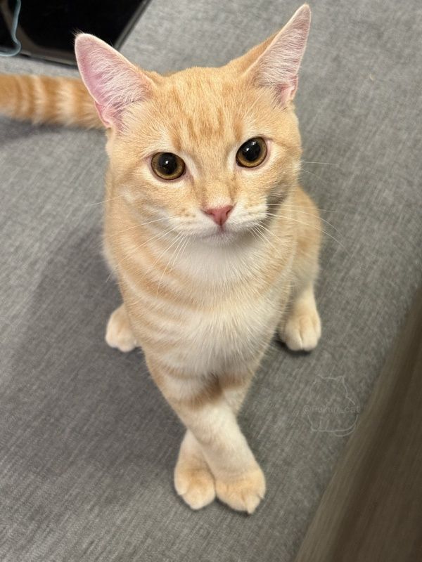 みいめいさん専用 白と茶色の猫 写真素材 道を歩くかわいい茶白の猫