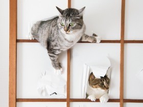 障子は破って、登るためにある？　超やんちゃな猫たち