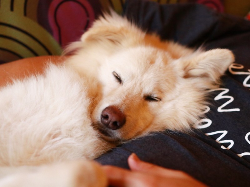 私に寄りかかって寝る大吉