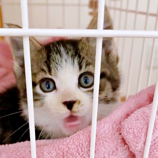 保護当初から甘え上手だったナナくん（画像提供：カカオとナナと飼い主ネモさん）